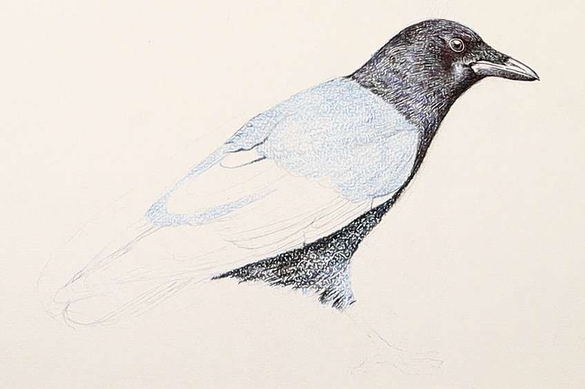 crow drawing 22
