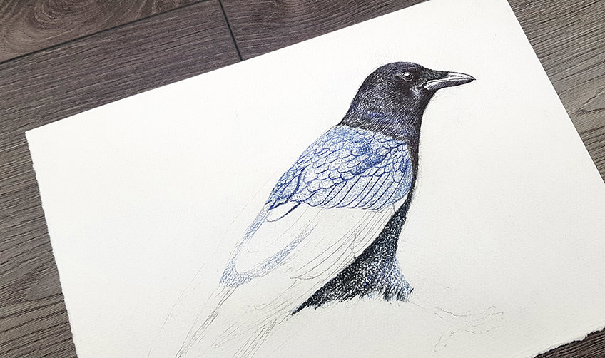 crow drawing 24