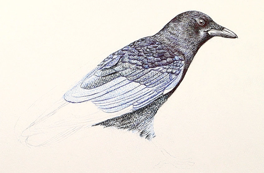 crow drawing 26
