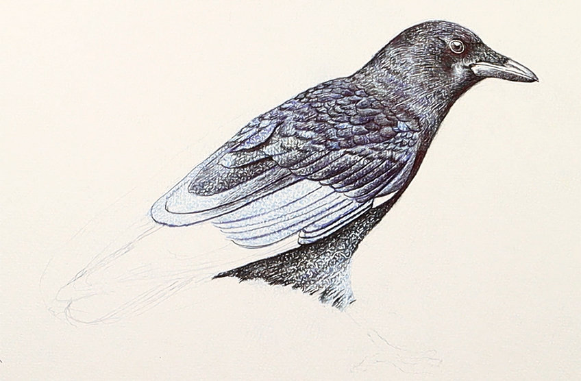 crow drawing 27