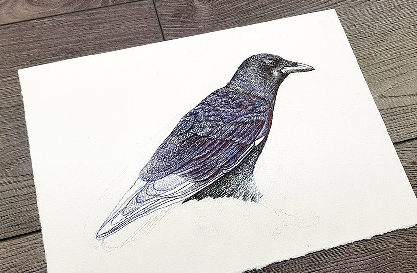crow drawing 32