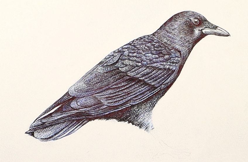 crow drawing 35