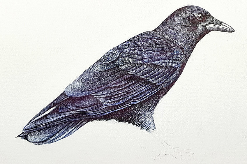 crow drawing 37