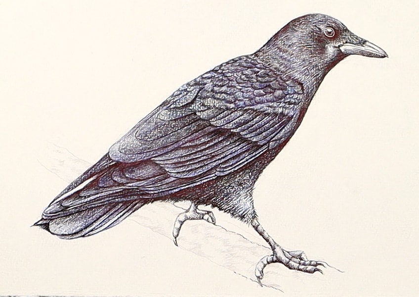 crow drawing 38
