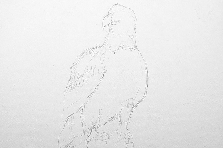 eagle drawing 06