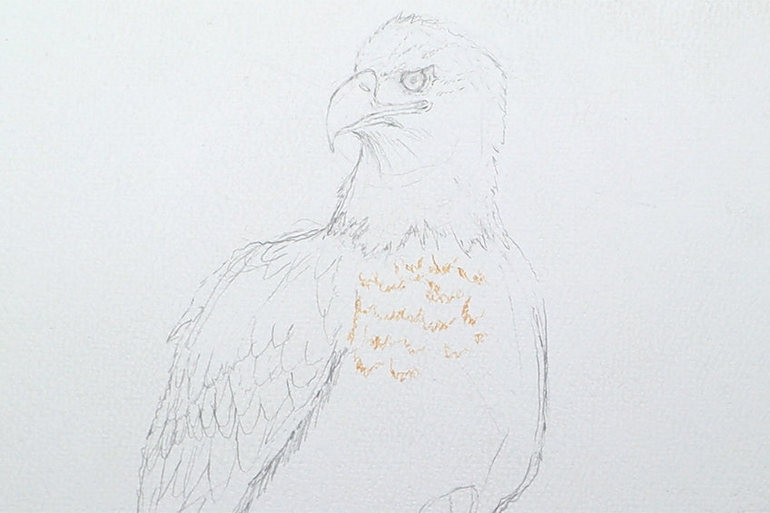 eagle drawing 10