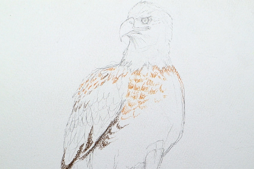eagle drawing 11