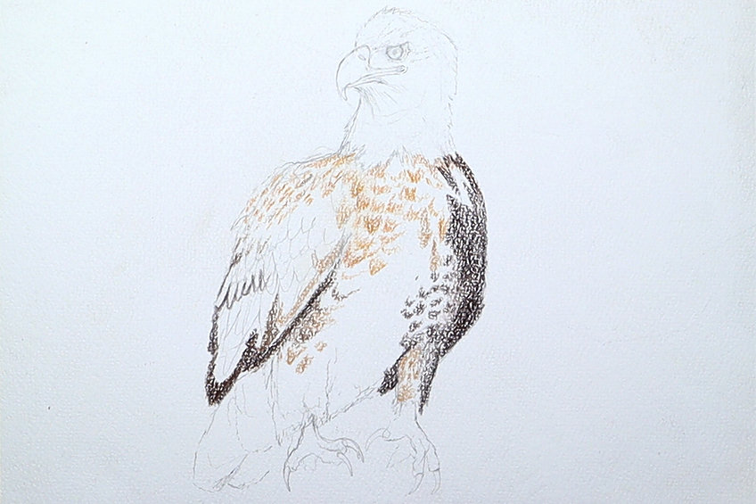 eagle drawing 13