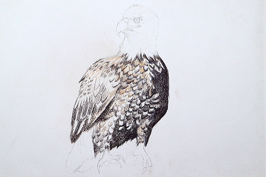eagle drawing 15b