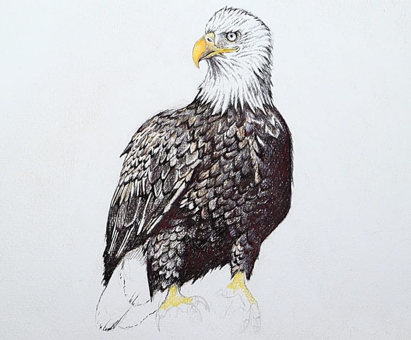 eagle drawing 31