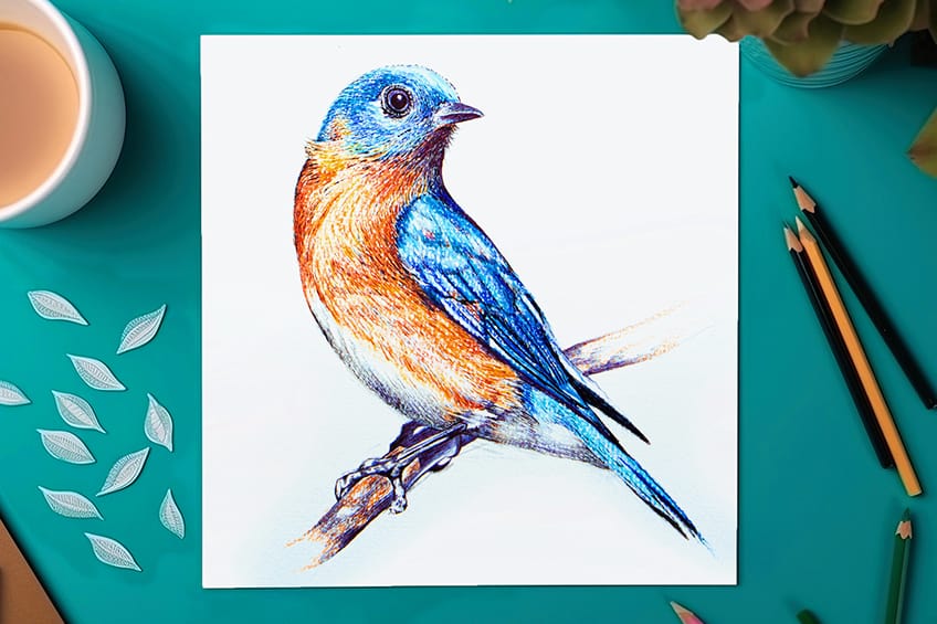 how to draw a bluebird