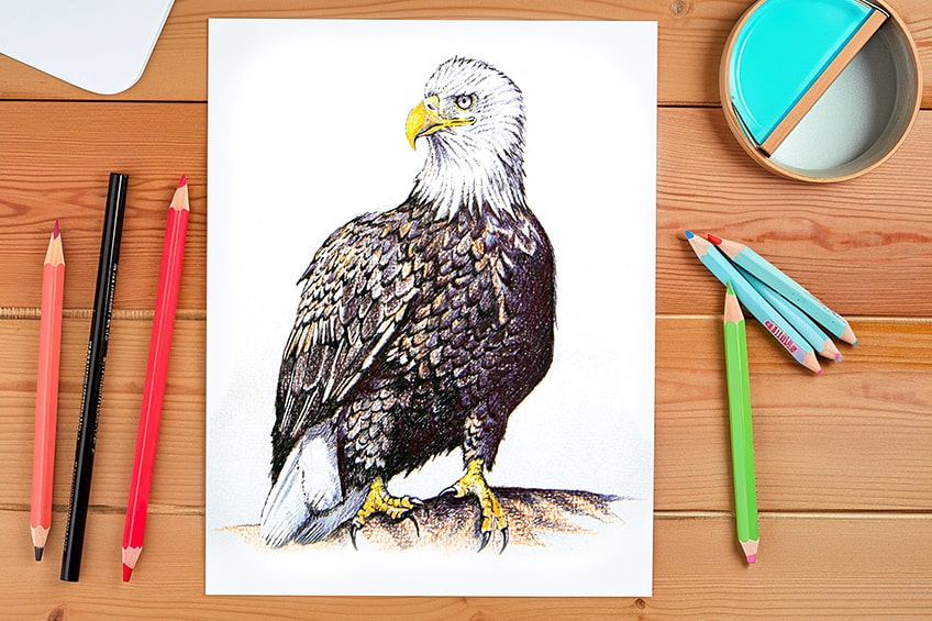 Eagle Outline Vector Art, Icons, and Graphics for Free Download