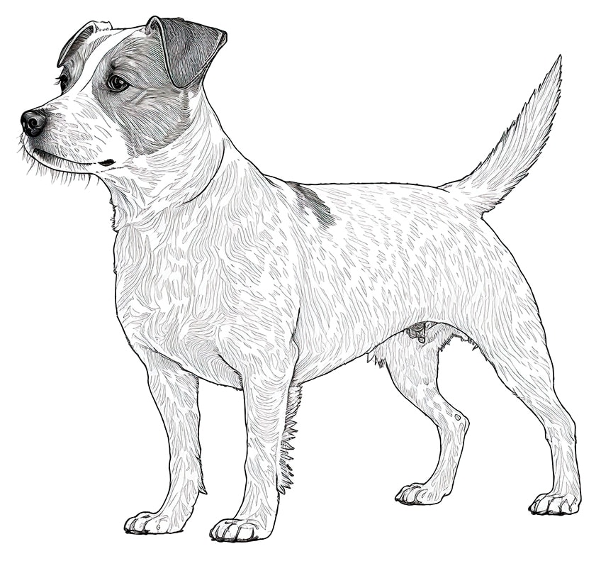 jack russel coloring page