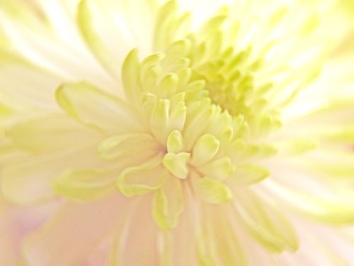 Pastel Yellow – A Deep Dive Into Pastel Yellow Color Theory