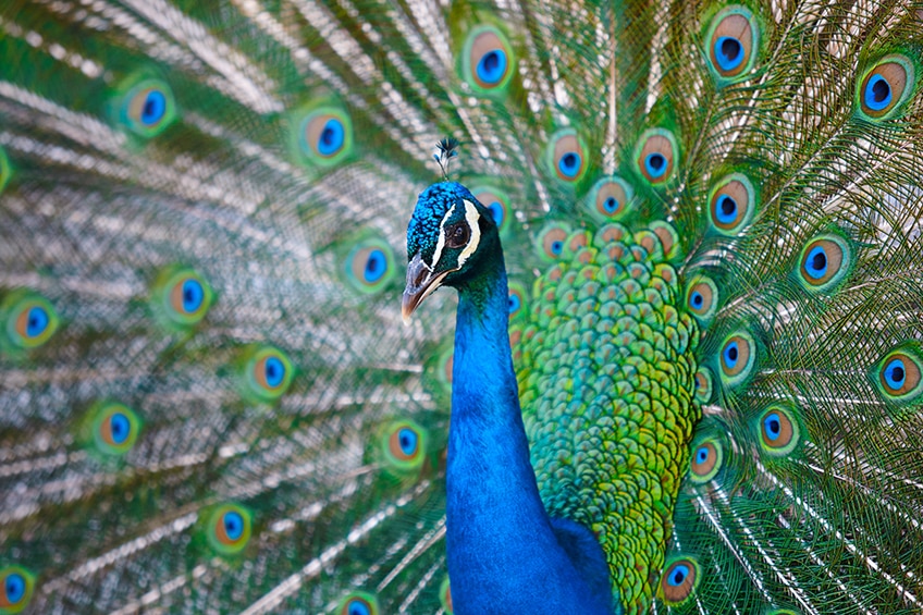 peacock blue