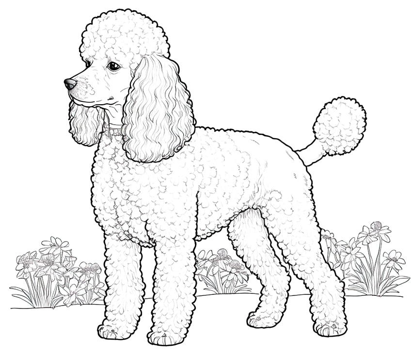 poodle coloring page 