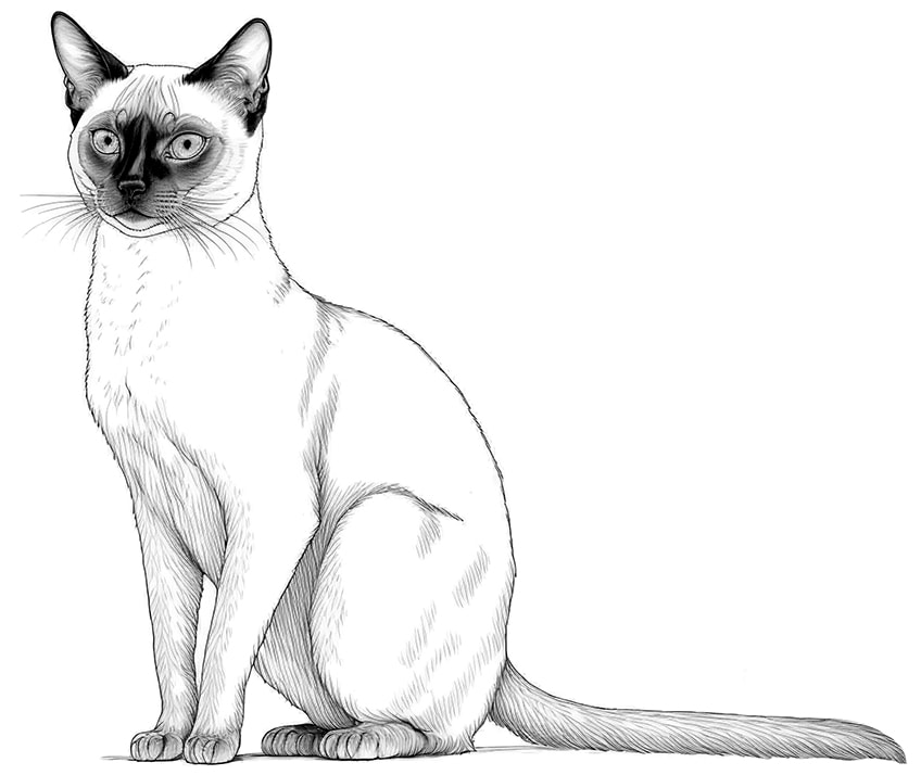 siamese cat coloring page 