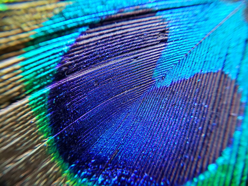 what color is peacock blue
