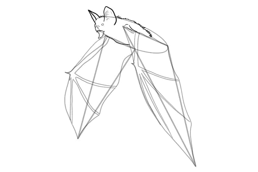 Bat Drawing 05