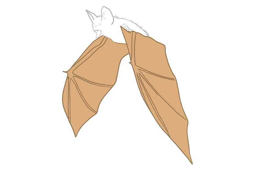 Fruit bat, feedback please : r/drawing