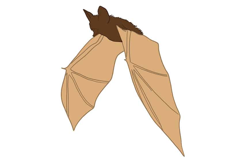 Bat Drawing 07