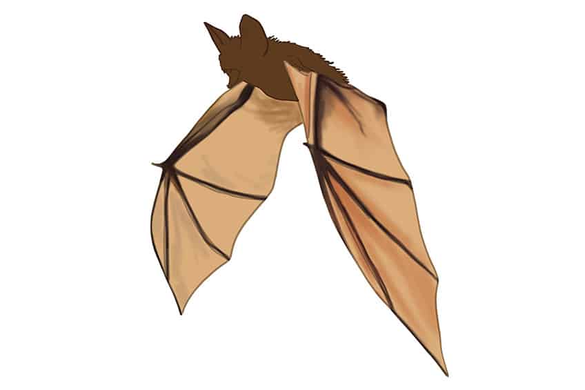 Bat Drawing 08