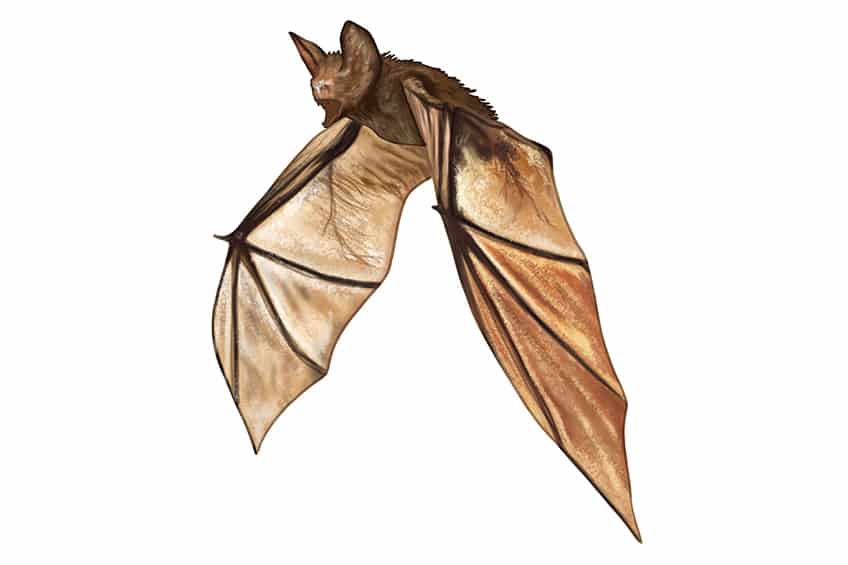 bat wing drawings