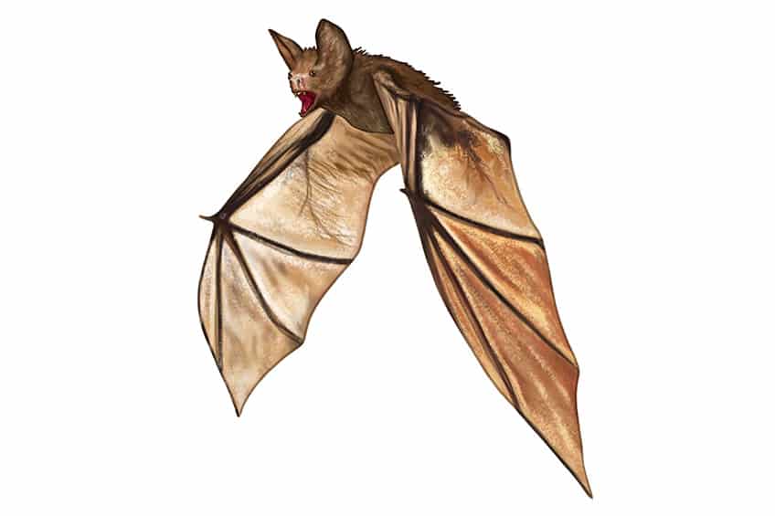 Bat Drawing 12