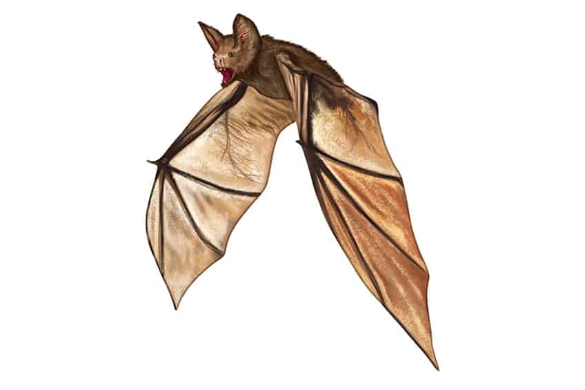 Bat Drawing 13