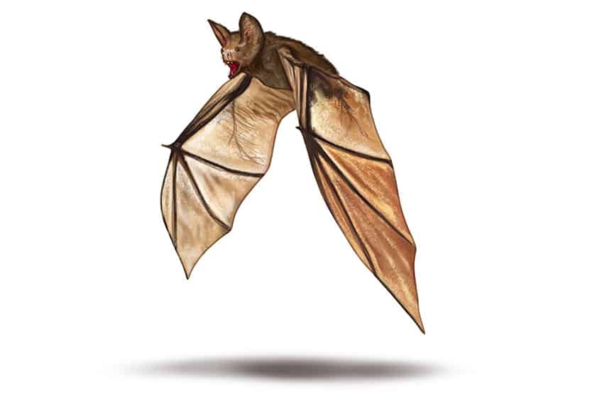 Bat Sketch 14