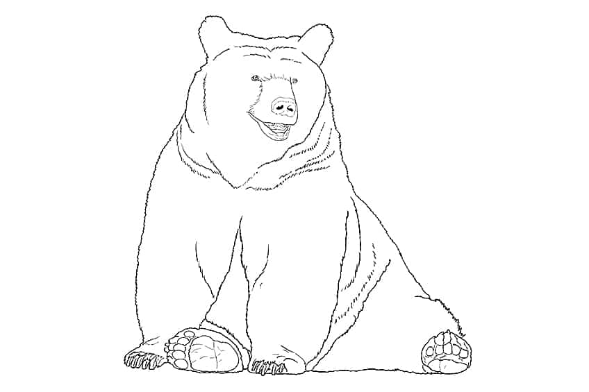 Bear Drawing 09