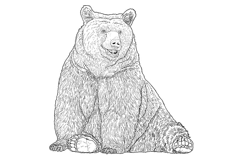 Bear Drawing 10