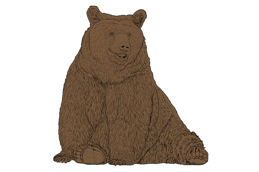 Bear Drawing 11