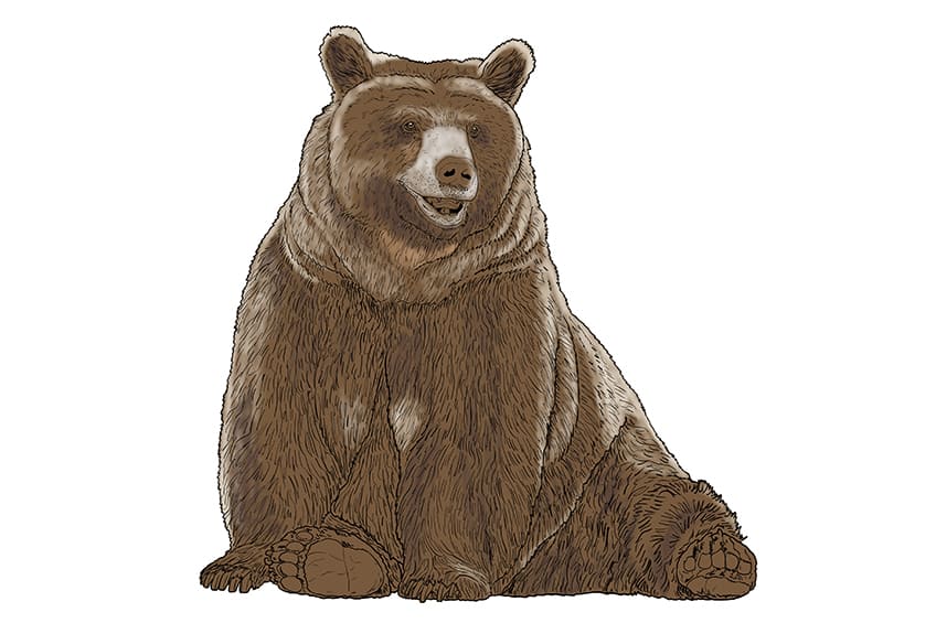 Bear Drawing 13