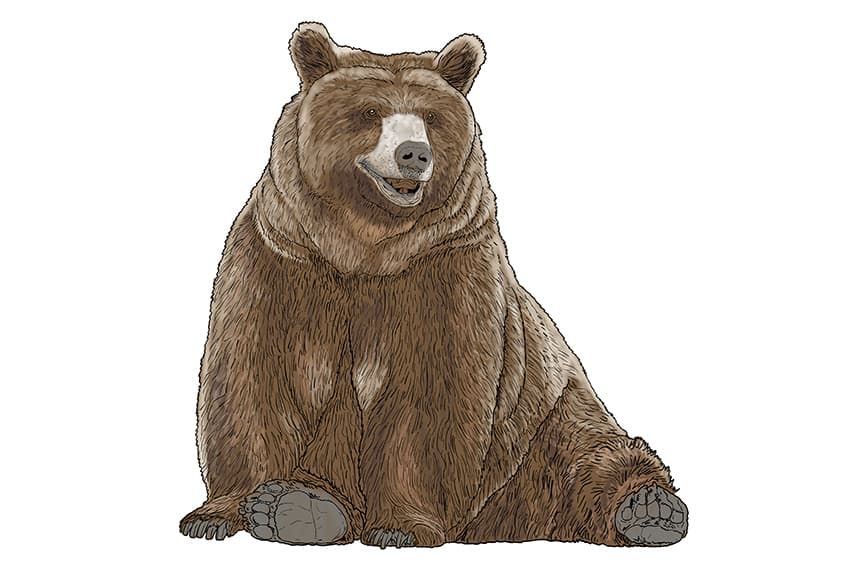 Bear Drawing 14