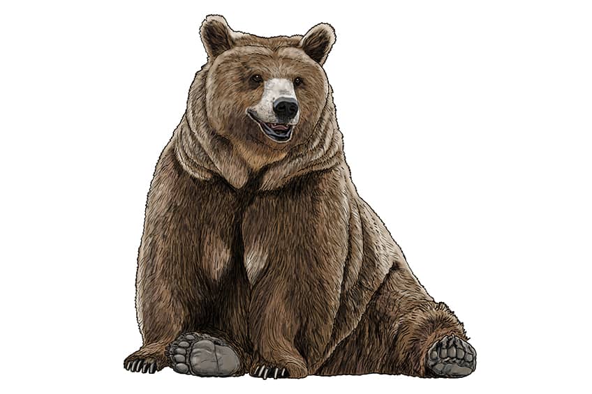 Bear sketch 16