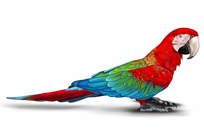 Colored Parrot Drawing 11
