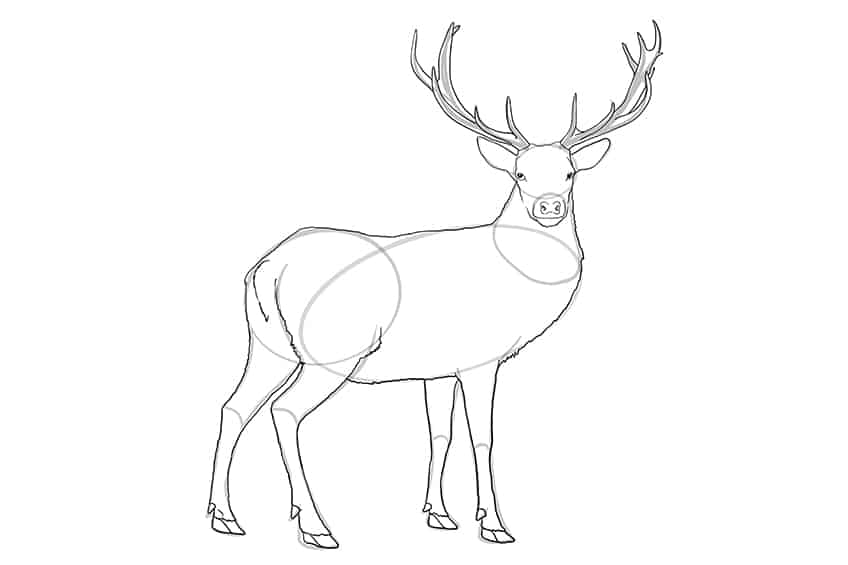 Deer Drawing 08