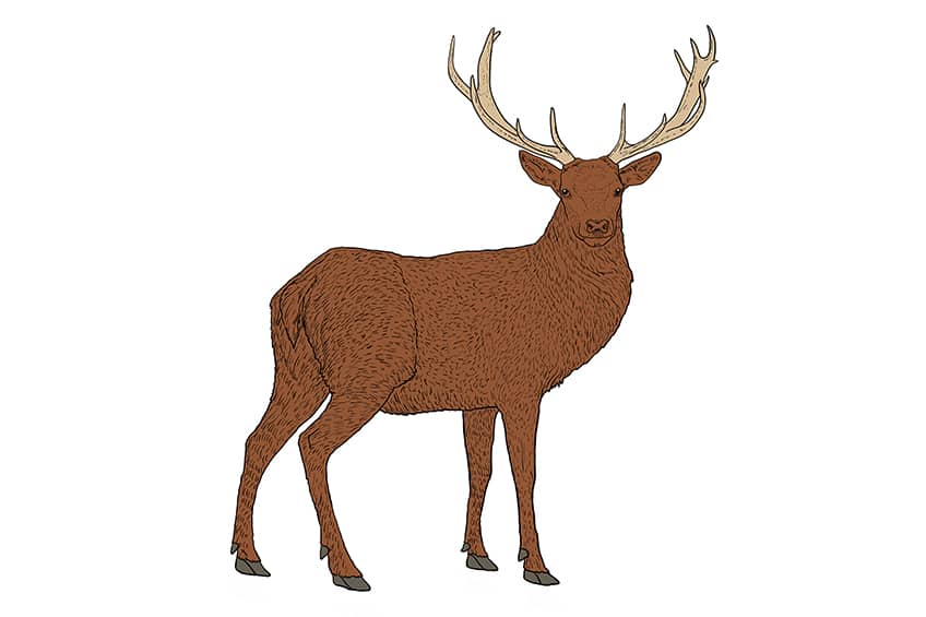 Deer Drawing 10