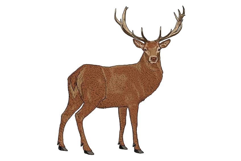 Deer Drawing 11
