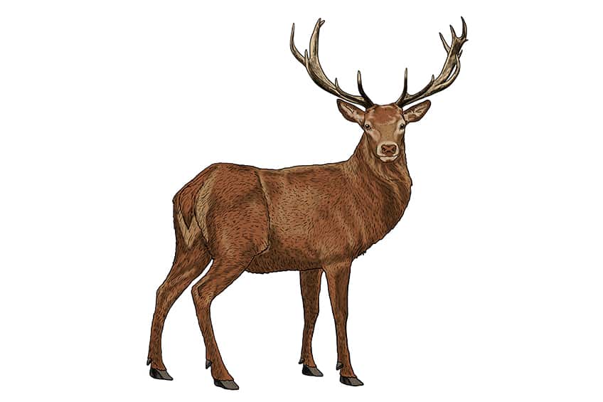 Deer Drawing 12