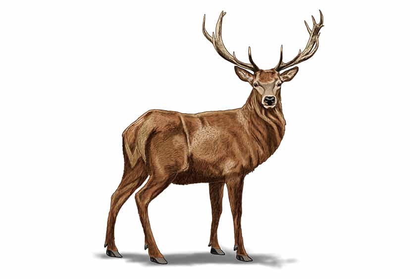Deer Illustration with Shadow 17