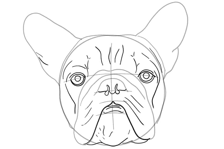 Dog Face Drawing 06