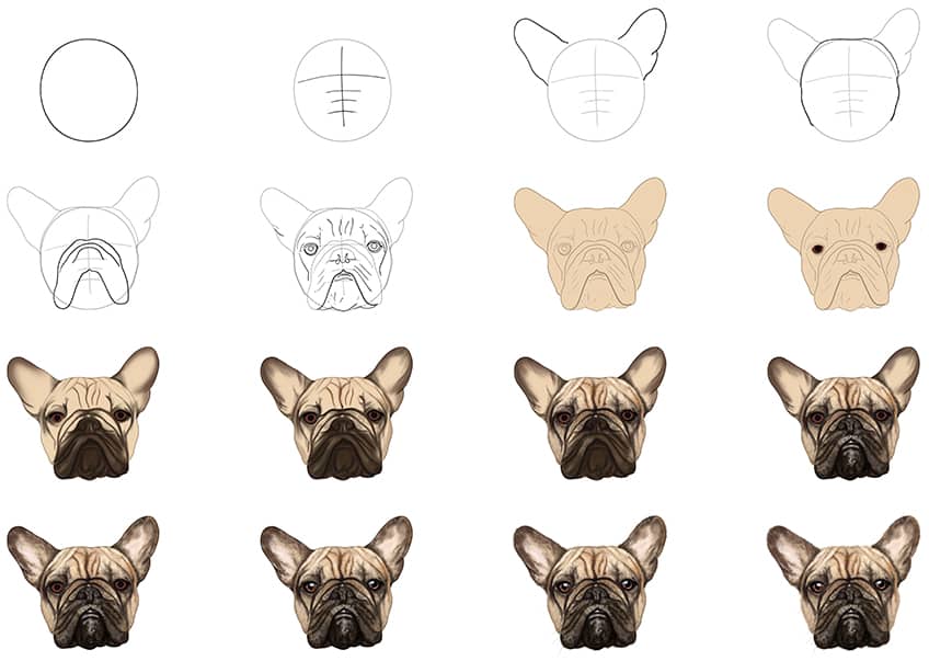 Dog Head Front View Drawing Step by Step - EasyDrawingTips
