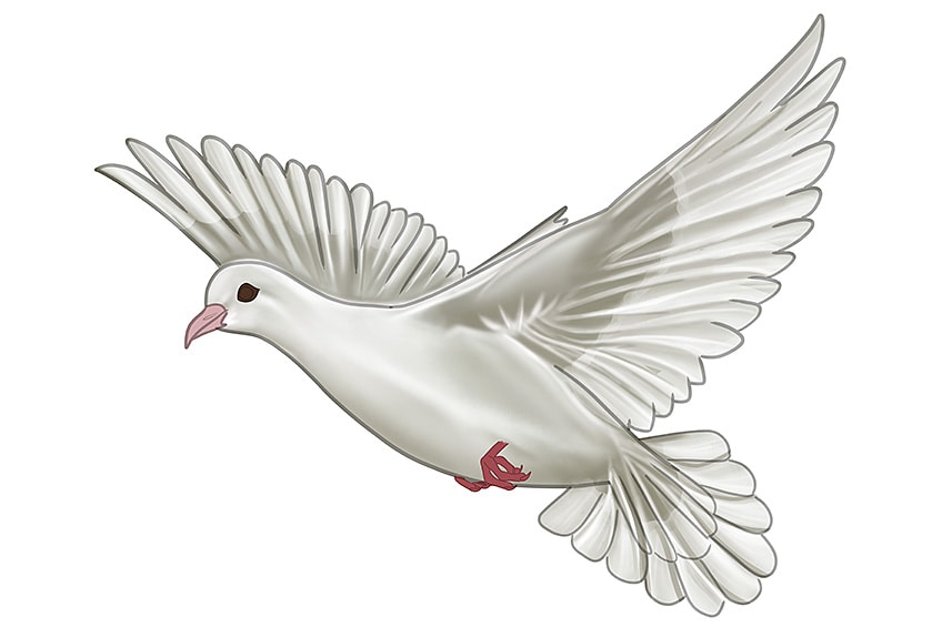 Dove Drawing 10