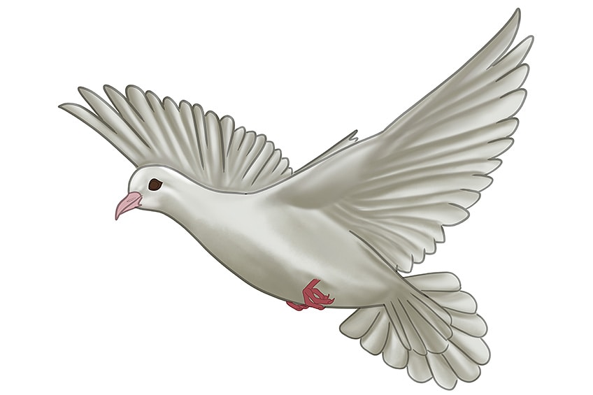 Dove Drawing 8