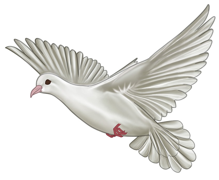 Dove Drawing 9