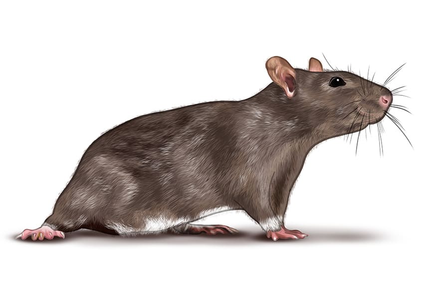 Drawing of a Rat 13