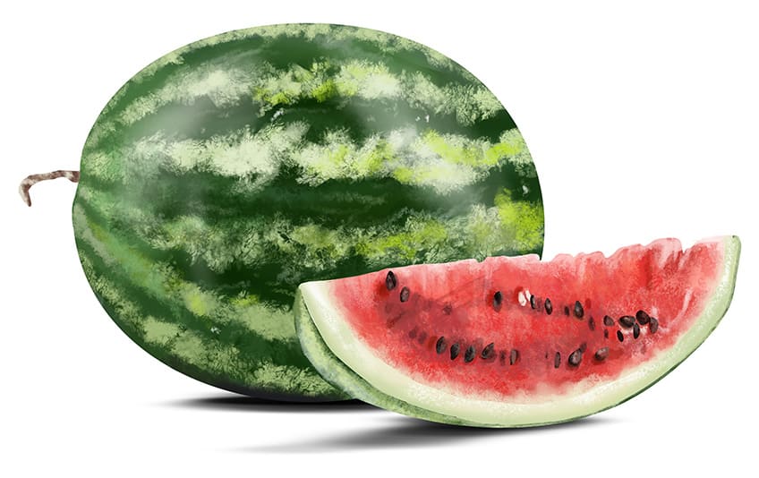 Drawing of a Watermelon 14