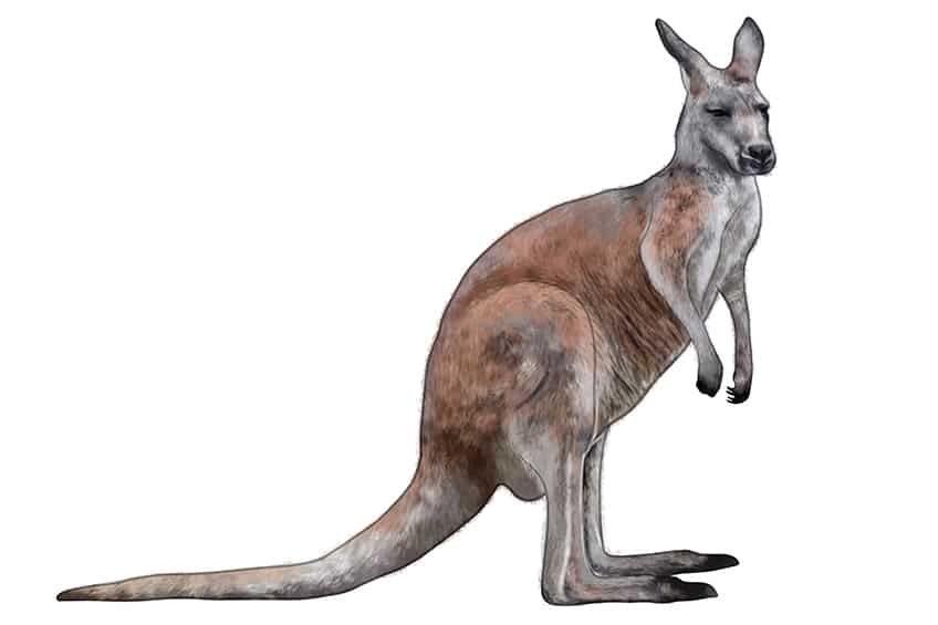 Easy Kangaroo Drawing 09